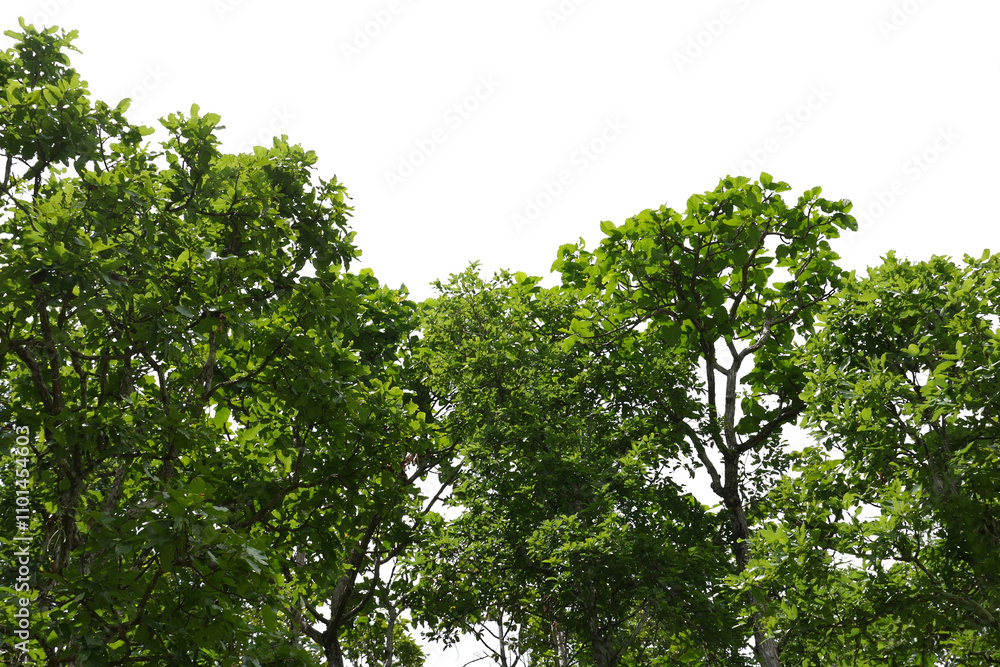 Fototapeta premium Tree isolated transparency background..