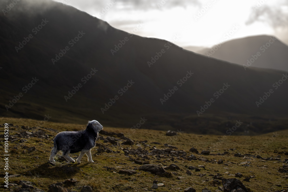 Obraz premium sheep in the mountains