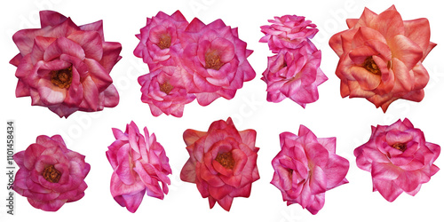 thirteen pink and ogange rose flowers on a white background, nature, fashion, decor, love, valentine, gift, set, group photo