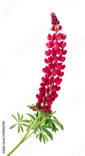 Red lupine flower isolated on white background. Bunch of colorful lupines, spring flower.