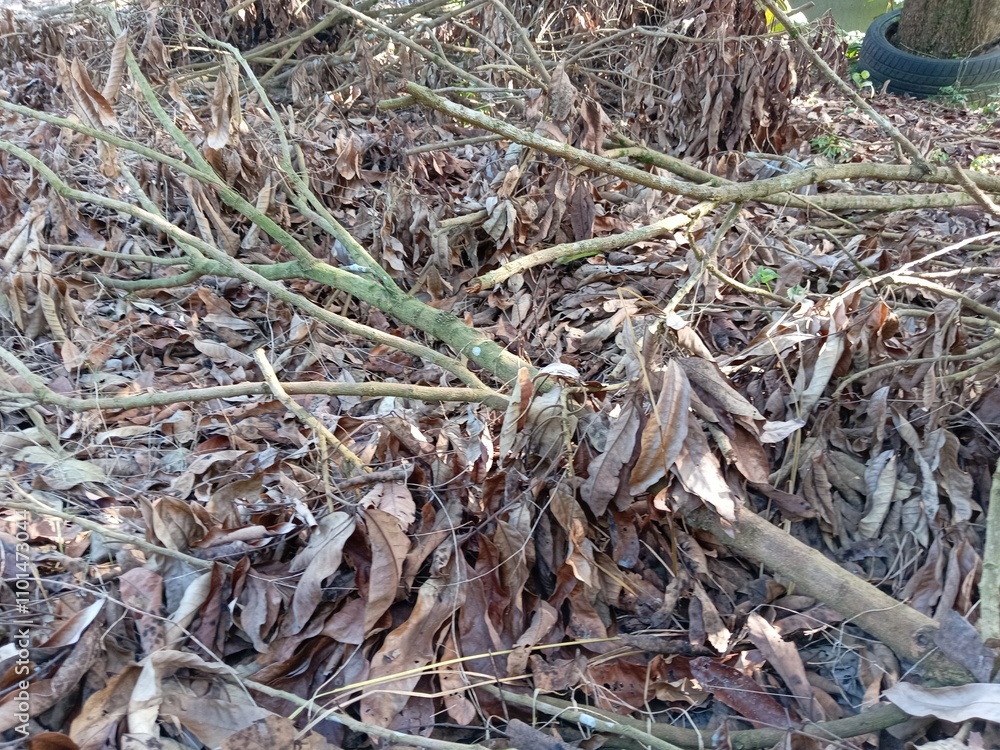 Pile of dry twigs and leaves on the ground in the garden.photo taken in malaysia
Pile of dry twigs and leaves on the ground in the garden.photo taken in malaysia