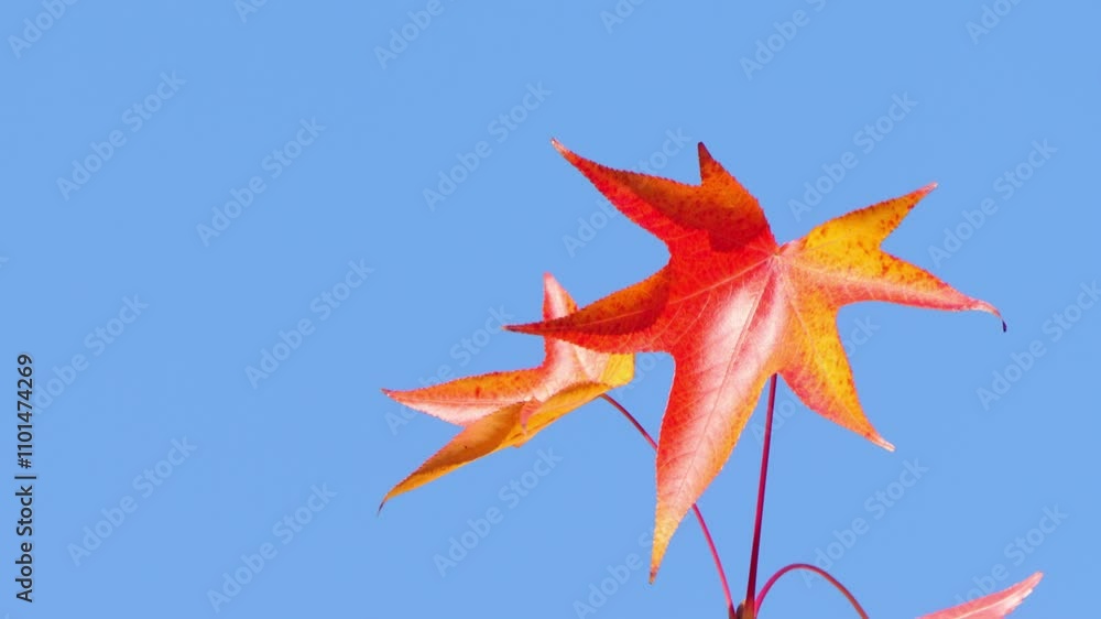 Brightly colored autumn leaves and blue sky Brightly colored autumn leaves and blue sky