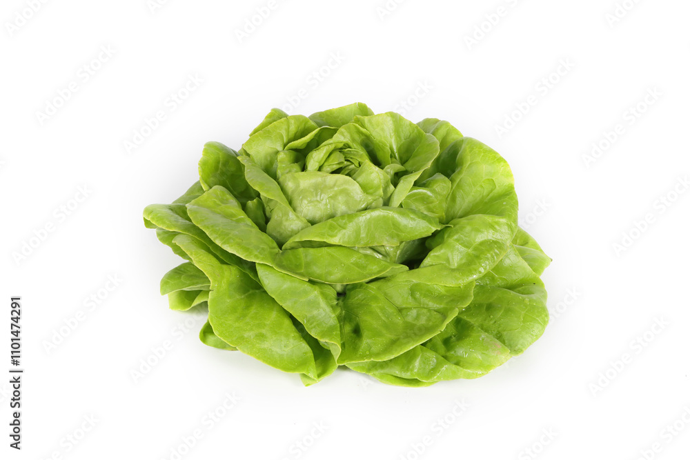 Fresh green lettuce on a white background, showcasing its crisp texture and vibrant color Fresh green lettuce on a white background, showcasing its crisp texture and vibrant color