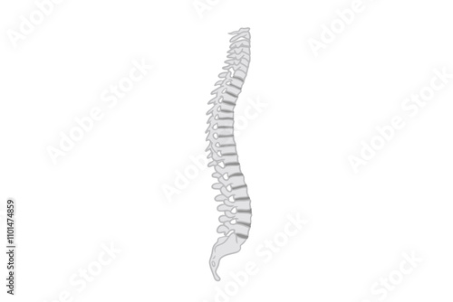 illustration vector of human spine