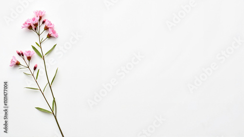 Pink wildflowers with long stems on a soft white background