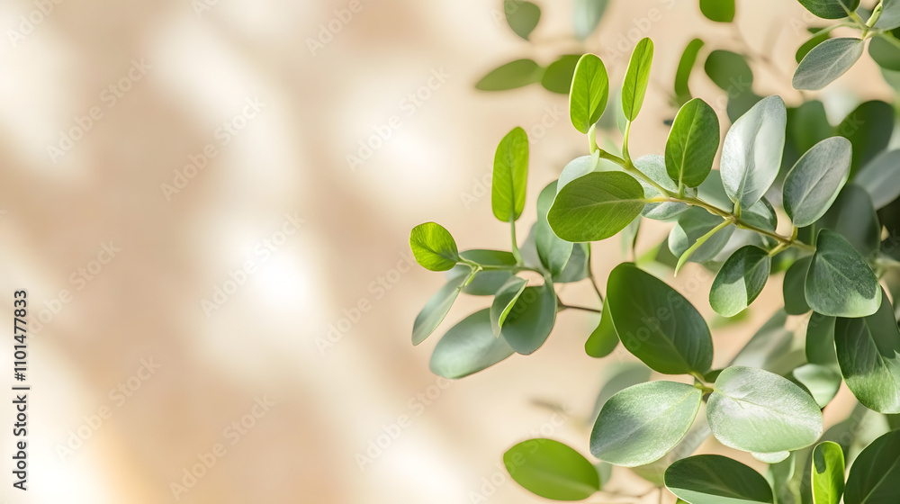 Close-up of vibrant green eucalyptus leaves against a soft, blurred beige background. Sunlight illuminates the foliage, creating a serene and natural scene. Close-up of vibrant green eucalyptus leaves against a soft, blurred beige background. Sunlight illuminates the foliage, creating a serene and natural scene.
