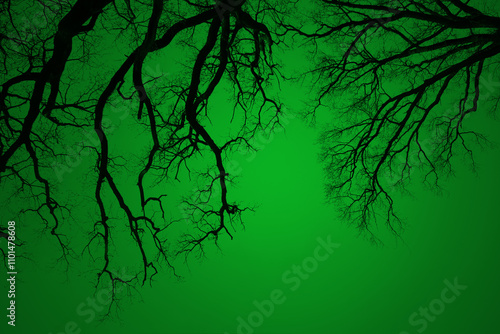 Leafless Oak tree branches silhouette. Black and green. Natural oak tree branches on a green background. Silhouettes of a dark forest with textured trees. Spring background. 