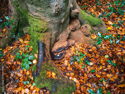 Benzoin Bracket Fungus on a Tree photo