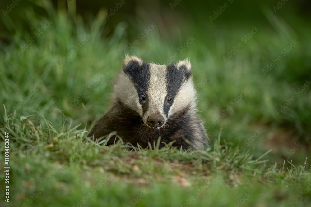 Badger on the grass, close up in Scotland Badger on the grass, close up in Scotland