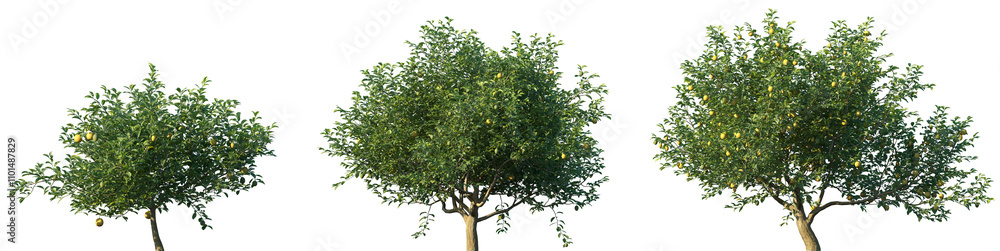 Fototapeta premium Set of Citrus limon (The lemon) frontal set trees isolated png on a transparent background perfectly cutout