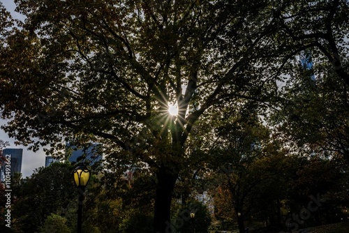 Autumn foliage in Central Park, New York City, showcasing vibrant colors and scenic views. photo