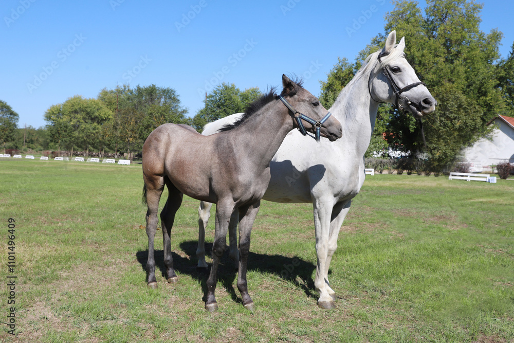 Young mare and his foal show off their skills on a beautiful summer day Young mare and his foal show off their skills on a beautiful summer day