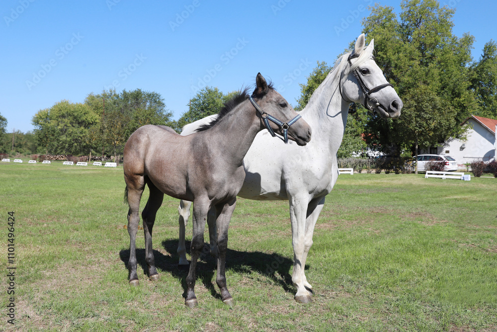 Obraz premium Young mare and his foal show off their skills on a beautiful summer day