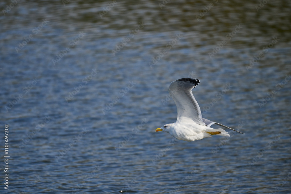 Fototapeta premium Yellow-legged Gull, Larus michahellis