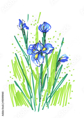 Irises, blue flowers, hand-drawn doodles with a felt-tip pen, illustration on a white background. Blue spring flowers, drawing with markers.