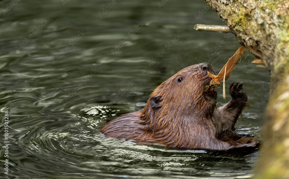 Obraz premium Beaver gnawing a branch in a river in the united kingdom