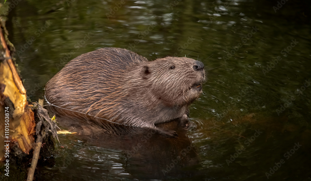 Beaver sitting in a river in the united kingdom