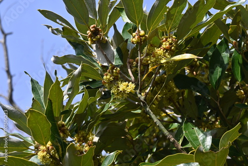 Neolitsea sericea flowers. Lauraceae evergreen tree.
Dioecious, it produces many small yellowish-brown flowers in late autumn. photo