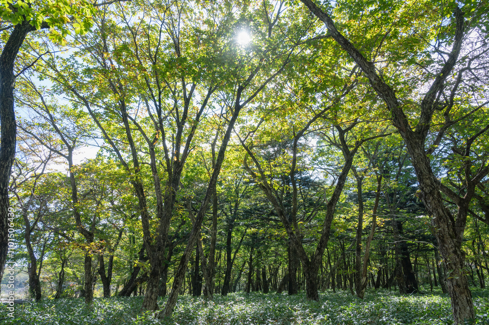 Fototapeta premium 群馬 覚満淵の森林(前橋市)