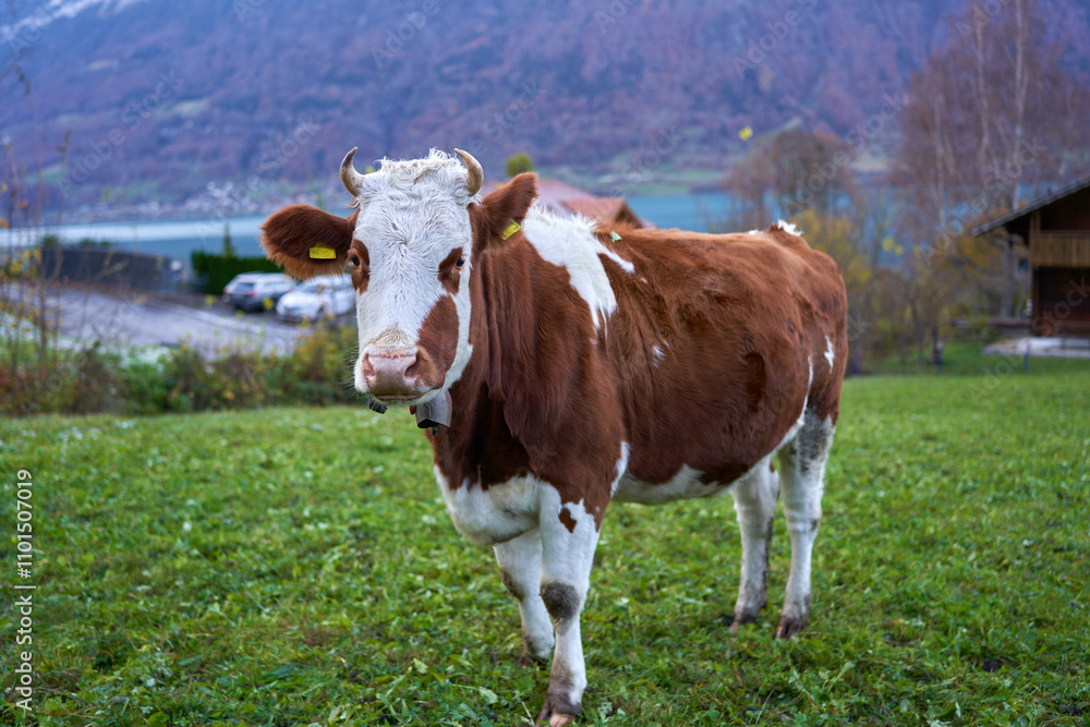 Adult bull on a pasture in Switzerland Adult bull on a pasture in Switzerland