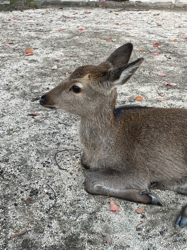 Tame deer in Japan 