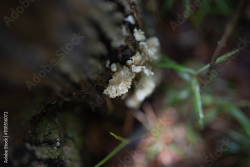 Tree trunk covered in fungus or tree shoots photo