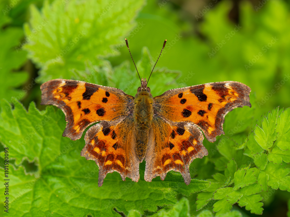 Comma Butterfly Resting on Stinging Nettles Comma Butterfly Resting on Stinging Nettles