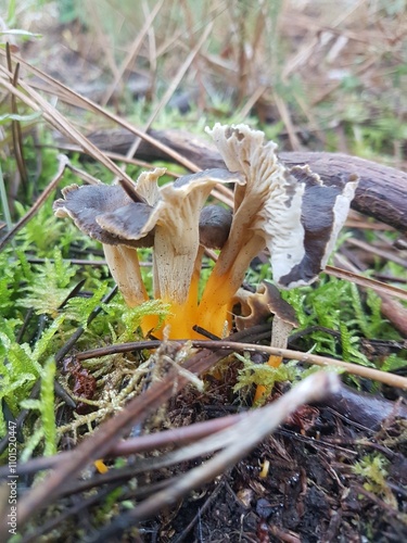 Un beau bouquet de chanterelles en tube poussant dans la mousse photo