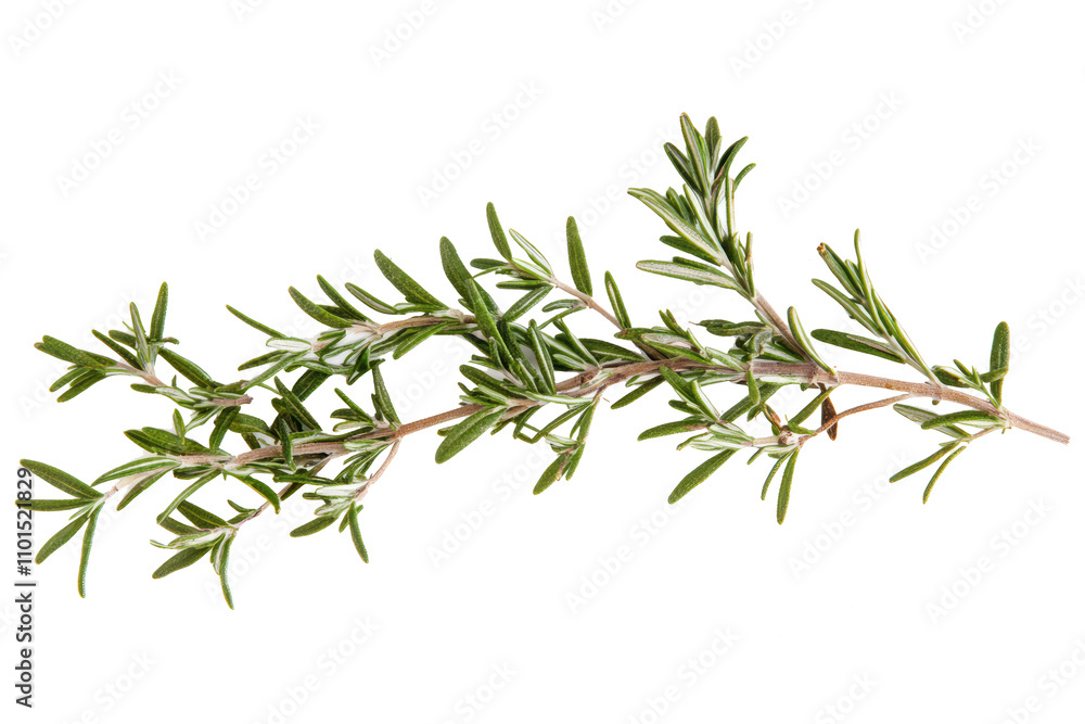 Fototapeta premium evergreen fir tree branch isolated on white or transparent