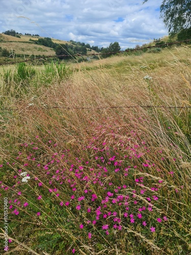 Prés fleuris près du Rocher du Cheylaret (Aubrac) photo