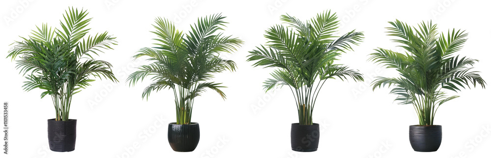 The plant in a black pot png clipart cutout transparent isolated