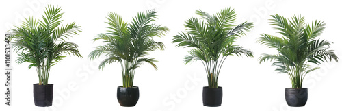 Obraz na płótnie The plant in a black pot png clipart cutout transparent isolated w salonie