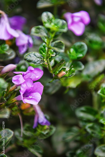 purple barleria cristata, optusa , flowering plants for your garden, commonly named Bush Violet or Barleria repens photo