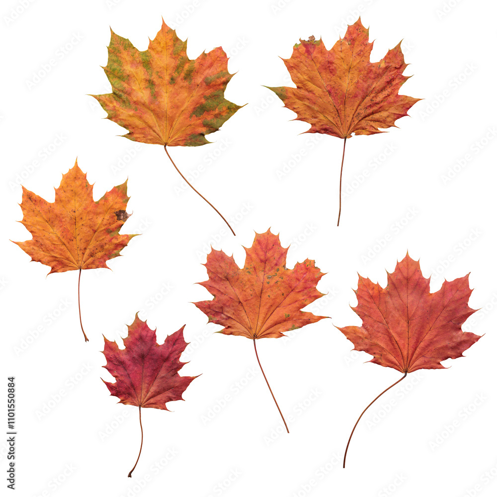 set di grandi foglie, con vista macro, dai colori autunnali con sfumature tra il giallo, l'arancione ed il rosso, scontornate su sfondo trasparente