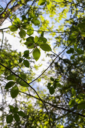 Low-angle view of trees with lush green leaves