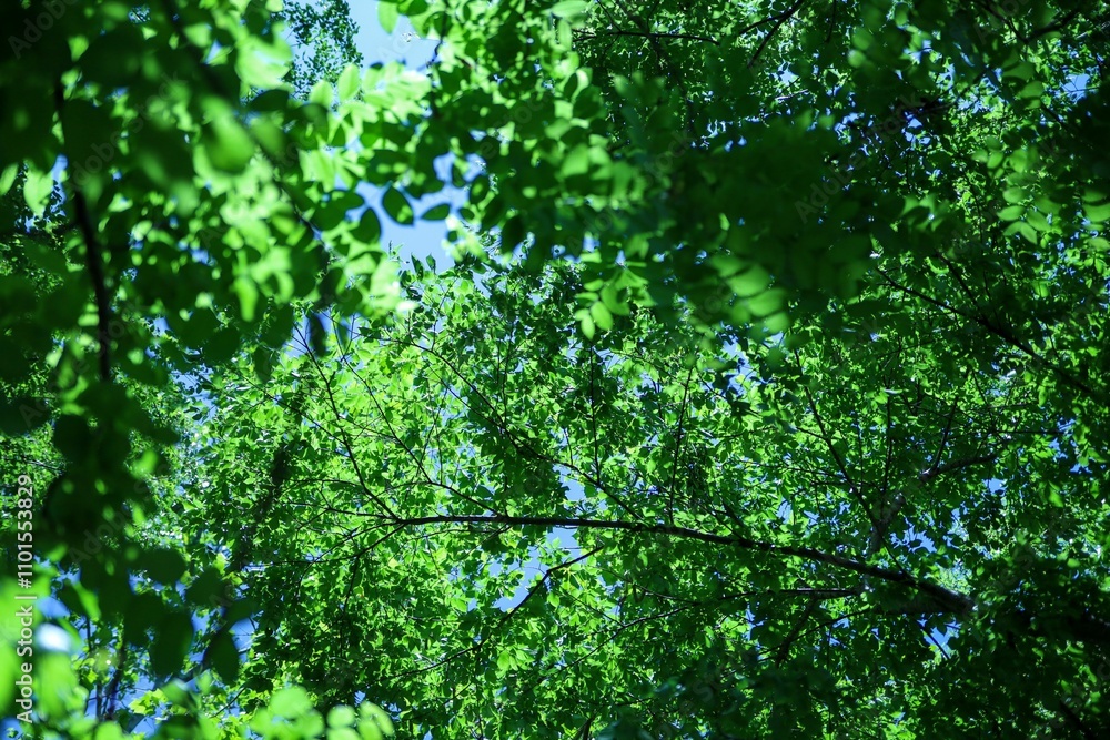 Lush green tree canopy viewed from below with sunlight filtering through the leaves Lush green tree canopy viewed from below with sunlight filtering through the leaves