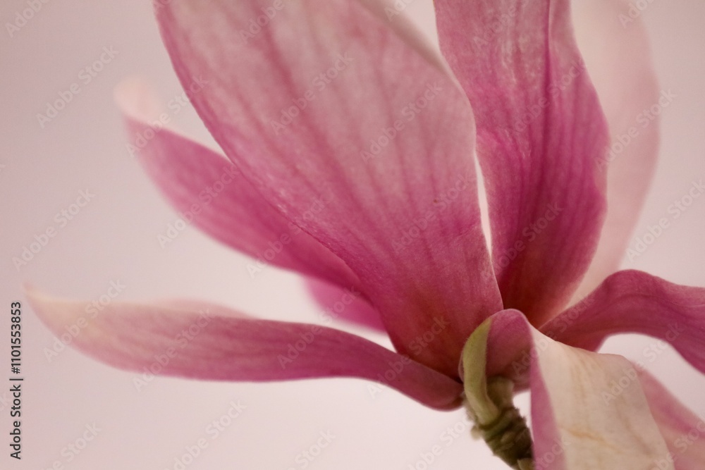 Close-up of a pink magnolia flower with delicate petals against a soft background Close-up of a pink magnolia flower with delicate petals against a soft background