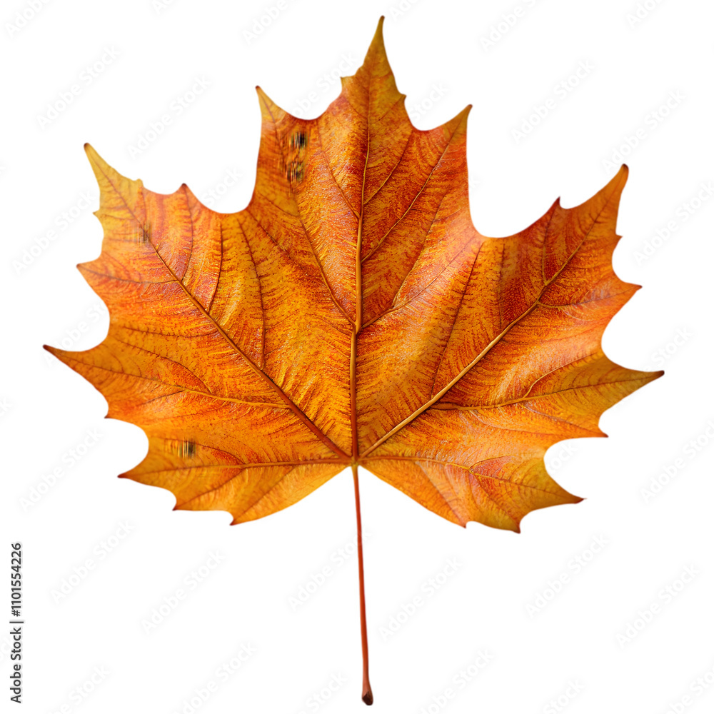 Obraz premium Autumn Leaves Falling Nature's Beauty Close-Up Photography Outdoor Environment Bright Colors Seasonal Changes for Photography Enthusiasts