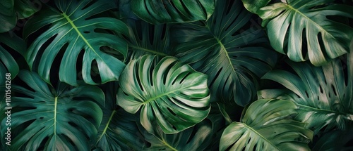 Lush Green Monstera Leaves Tropical Background