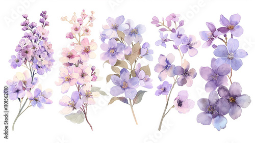 set of lilac flowers isolated on a white background