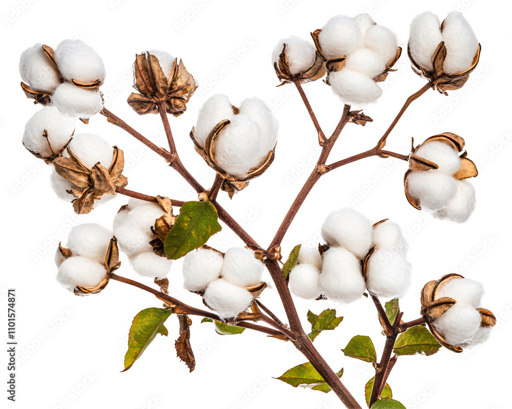 a plant with white cotton balls a plant with white cotton balls