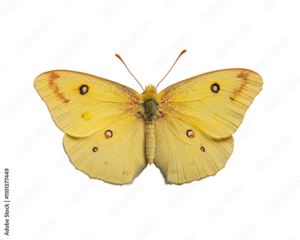 Fototapeta premium a yellow butterfly with black spots