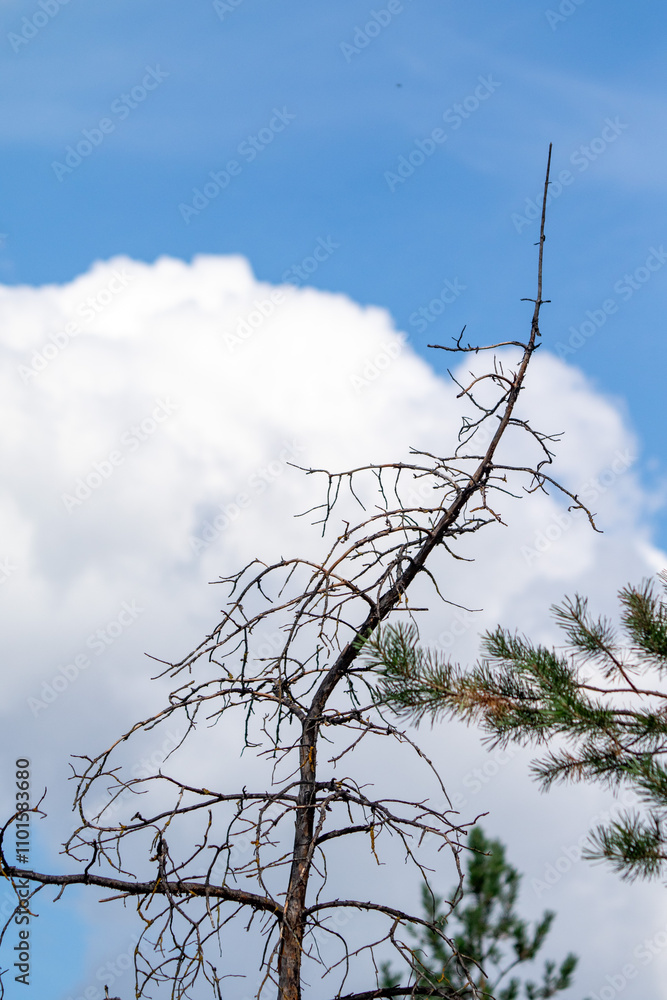 A tree with a long, thin branch is silhouetted against a blue sky A tree with a long, thin branch is silhouetted against a blue sky
