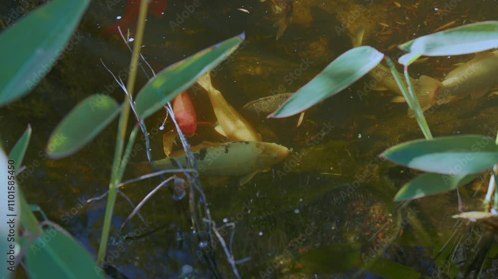 Colorful Koi Carp Fishes On A Garden Pond. Close-up, Slow Motion Shot Colorful Koi Carp Fishes On A Garden Pond. Close-up, Slow Motion Shot