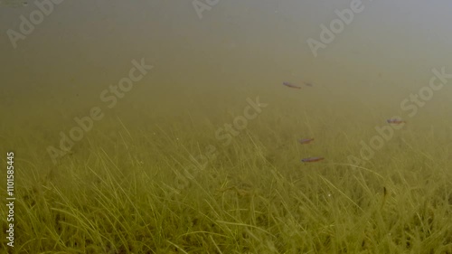 School of Neon Cardinal ( Paracheirodon axelrodi ) in the shallows of a tributary in the Rio Negro in the Brazilian Amazon Forest. photo