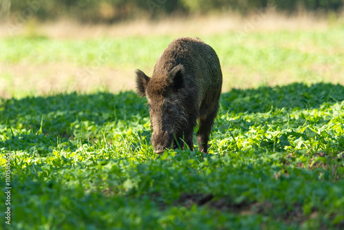 Photography A large wild boar eats plants from a rural field, Zarzecze, Lubelskie, Poland