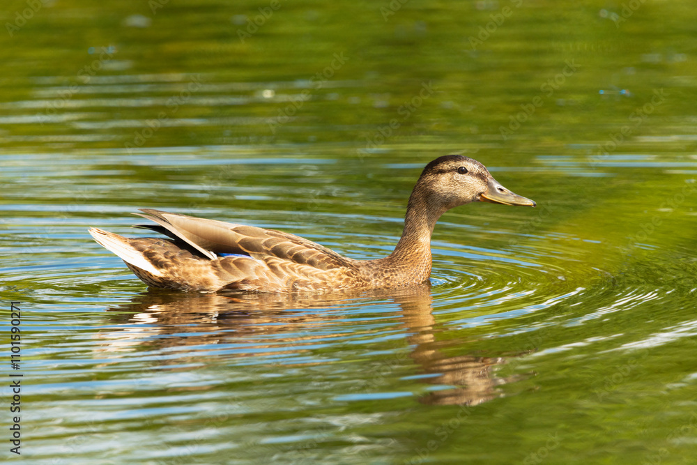 Obraz premium A female mallard duck swimming in the water, Stankow, Lubelskie, Poland