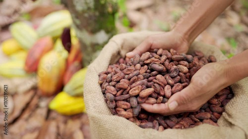 Hands of a cacao farmer pouring fermented cocoa beans into a burlap sack, in a farm, tree and colorful pods in the background