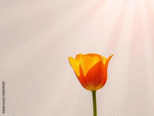 Orange tulip bathed in vibrant light beams on a white background, providing a captivating and ethereal atmosphere,  ethereal, tulip,  copy space #1101595081