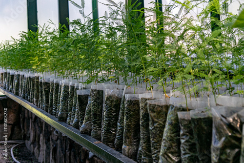 Row of tree saplings growing protected in a greenhouse